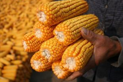 This year's corn temporary storage price adjustment of grain purchasing and storage policy be imperative