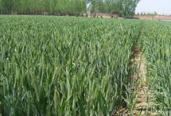 The stable quality of wheat seed in Henan